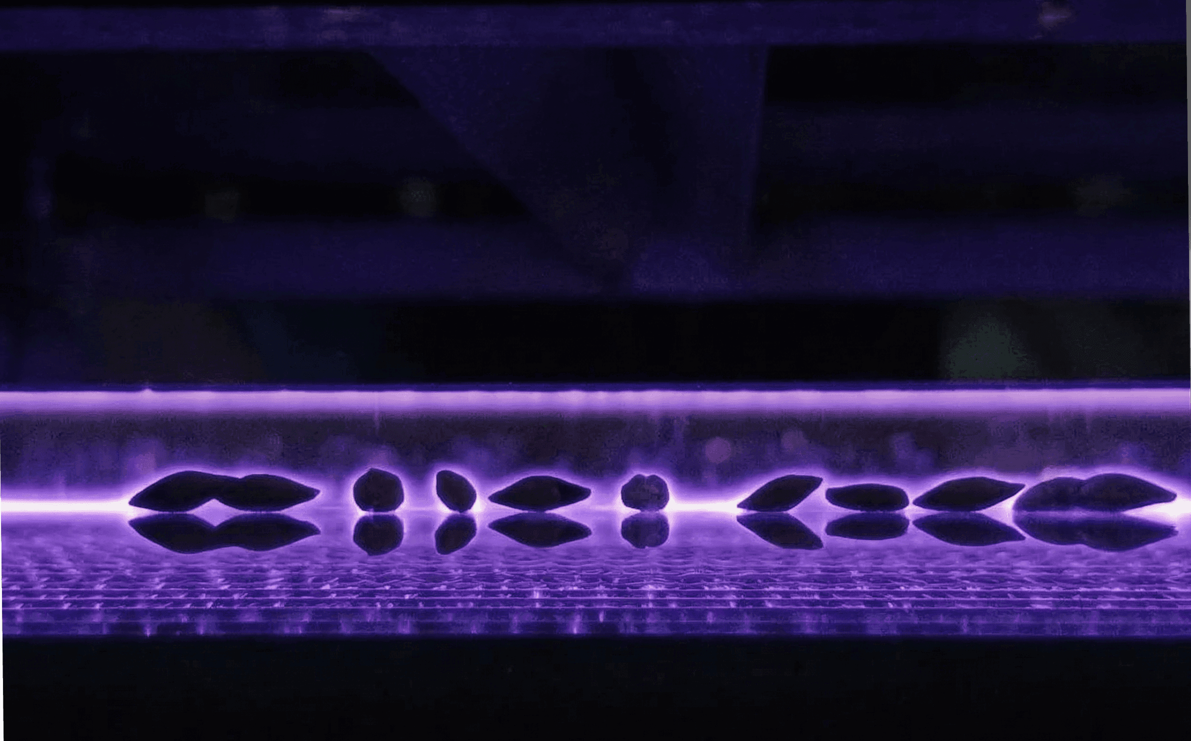 Close-up of treated seeds under a cold plasma electrical discharge